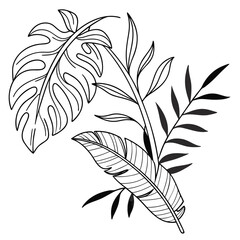 Black outline of a split-leaf philodendron, banana leaf, and palm frond botanical drawing on white background tropical plants © naz