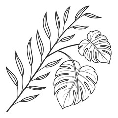 Black outline of a botanical drawing featuring a long palm frond and two split-leaf philodendron leaves on white background © naz