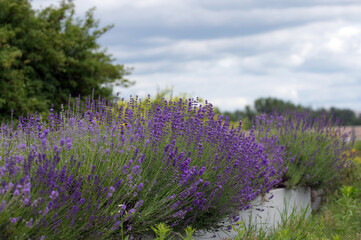 Fototapeta premium Lush Blooming Lavender Bushes Under Moody Cloudy Sky in Summer