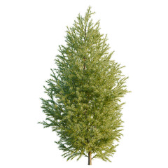 Sabina pingii tree, elevation, front view, cutout, transparent background, isolate, Detailed green pine tree branch with needles, close-up for nature and winter themes. © Peter Hai