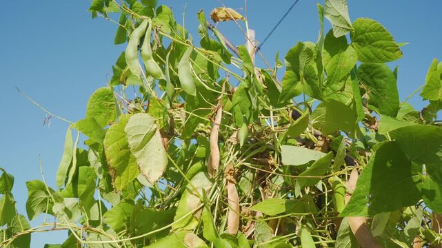Bean pods on a vine in a sunny garden against a blue sky, Ripening bean pods on a vine in a sunny garden before harvest