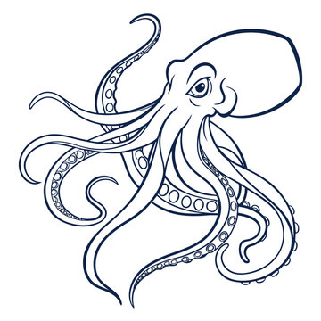 Octopus animal aquatic creature nautical sea life marine biology mollusk ocean wildlife tentacle kraken cephalopod suction cup