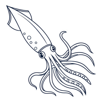 Detailed squid outline vector with suction cups on tentacles and large circular eyes perfect for coloring pages or marine life educational resources