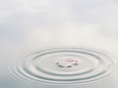 Single Sakura Petal on Calm Water with Expanding Circular Ripple