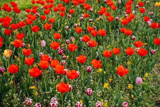 View of a vibrant tapestry of red tulips dancing amidst a sea of green foliage and scattered colorful blossoms, creating a picturesque scene, Novi Sad, Vojvodina, Serbia.