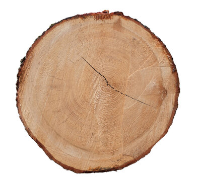 isolierter freigestellter Querschnitt von gef&auml;lltem Holz Baumstamm mit Jahresringen im PNG Format