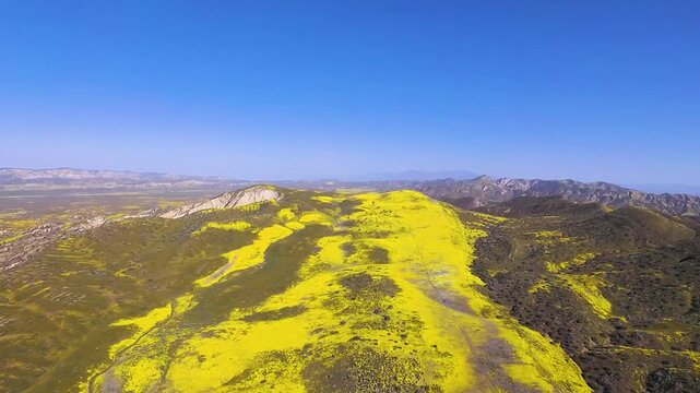 An aerial view of a dense wildflower carpet of yellow-gold California Goldfields blooming on a hill bordering California's Carrizo Plain in the spring of 2023.