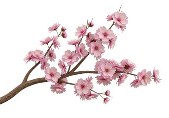 Fototapeta premium Pink cherry blossom branch with flowers isolated on transparent background