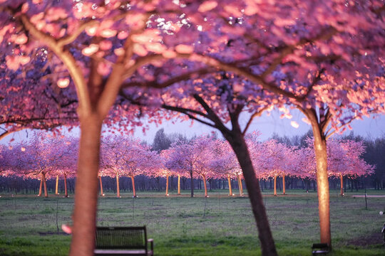 View of pink blossoms cascade from illuminated trees, creating a surreal canopy over the manicured lawns of Giardini Reggia, Turin, Piedmont, Italy.
