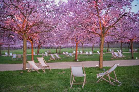 View of a serene landscape with blooming pink trees and inviting deck chairs scattered on green grass, creating a peaceful retreat, Venaria Reale, Piedmont, Italy.