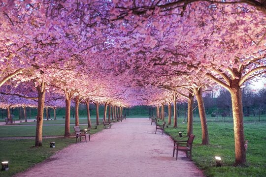 View of a symmetrical pathway lined with flowering trees creating a pink canopy, benches invite rest in Giardini Reggia di Venaria, Turin, Piedmont, Italy.
