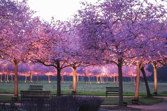 View of a serene park scene with rows of cherry trees in full bloom, casting a soft pink glow on the benches below, Venaria Reale, Piedmont, Italy.