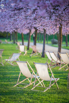 View of inviting beach chairs scattered across a vibrant green lawn beneath a canopy of blossoming trees in Giardini Reggia di Venaria, Piedmont, Italy.