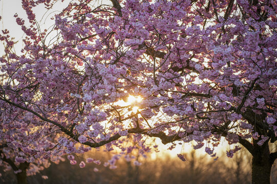 View of sunlight piercing through the delicate pink blossoms of a tree, creating a warm glow against the sky, in Giardini Reggia di Venaria, Piedmont, Italy.