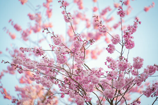 View of delicate pink blossoms bursting forth against a soft, serene blue sky, creating a dreamy, ethereal scene in Venaria Reale, Piedmont, Italy.