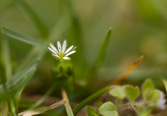 Obraz premium Tiny white flower of Stellaria media blooming in early spring