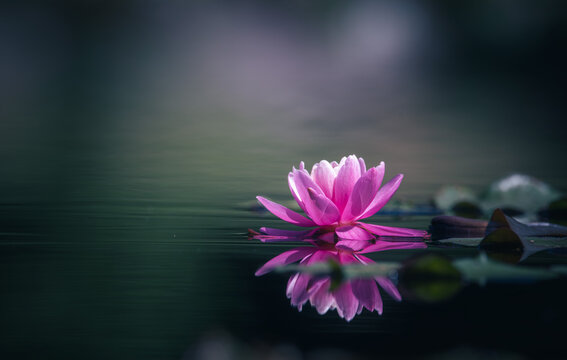 Pink lotus flower or water lily blooming in the pond with bokeh background