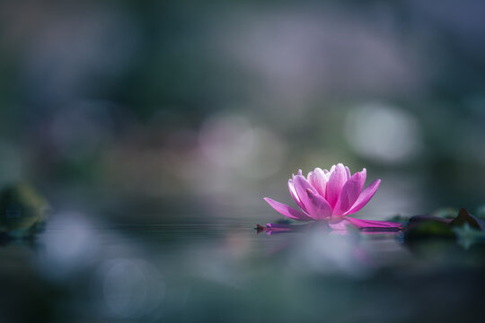 Pink lotus flower or water lily blooming in the pond with bokeh background
