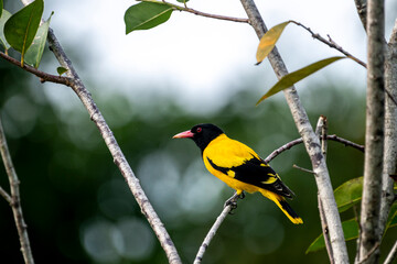 Fototapeta premium This striking Black-hooded Oriole perches elegantly on a thin branch, showcasing its vibrant yellow plumage, contrasting black head and wings.