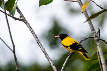 Naklejka premium This striking Black-hooded Oriole perches elegantly on a thin branch, showcasing its vibrant yellow plumage, contrasting black head and wings.