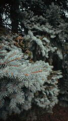 lush spruce branches, spruce forest, macro © NataKorol