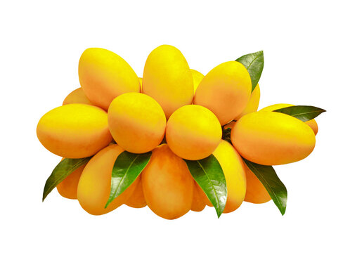 Fresh maprang fruit bunch on the tree, rich color and natural beauty, ideal for organic and farm-to-table concepts. on transparent.