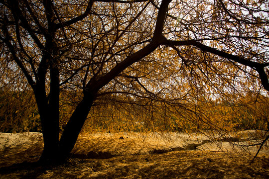 View of sun-drenched branches reaching across a sandy expanse, casting shadows and illuminating the stark beauty of the landscape, Hingol National Park, Balochistan, Pakistan.