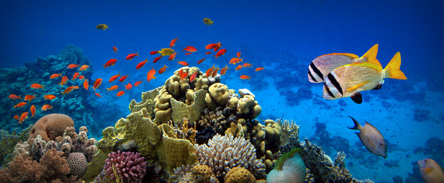 Colorful reef Underwater panorama with fishes