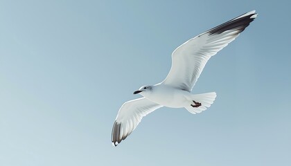Obraz premium A solitary elegant white seagull gracefully glides with outstretched wings against a soft, pale blue sky.
