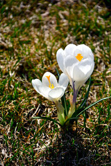 kwitnące wiosną krokusy w słońcu, białe krokusy, Szafran wiosenny, krokus wiosenny, Crocus vernus, flowering crocus on the lawn, purple crocus © kateej