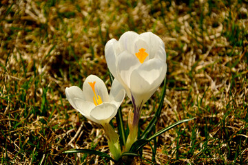 kwitnące wiosną krokusy w słońcu, białe krokusy, Szafran wiosenny, krokus wiosenny, Crocus vernus, flowering crocus on the lawn, purple crocus © kateej