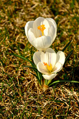 kwitnące wiosną krokusy w słońcu, białe krokusy, Szafran wiosenny, krokus wiosenny, Crocus vernus, flowering crocus on the lawn, purple crocus © kateej