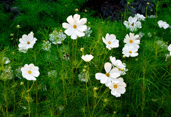 Kosmos pierzasty, kosmos podwójnie pierzasty, onętek, Cosmos bipinnatus, białe kosmosy, łąka kwietna z kosmosów, garden cosmos, Mexican aster, Prairie fleurie © kateej
