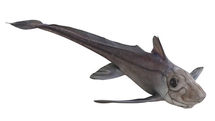Fototapeta premium Detailed close-up of a ghost shark in motion.