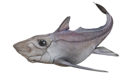 Fototapeta premium Smooth ghost shark on white background