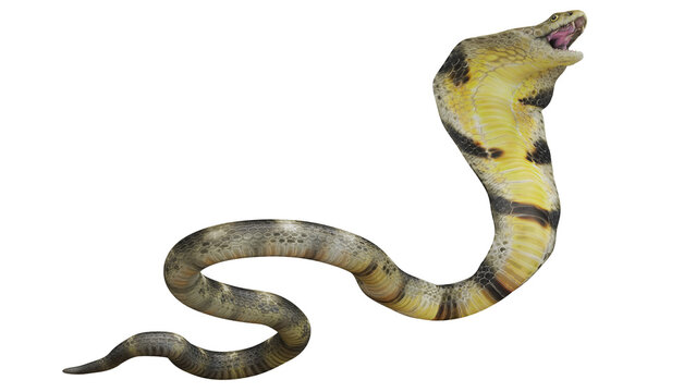 Vibrant cobra with hood extended on white background