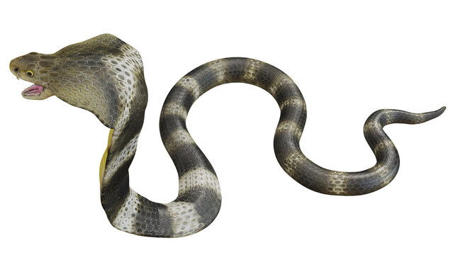Illustration of a coiled snake on white background