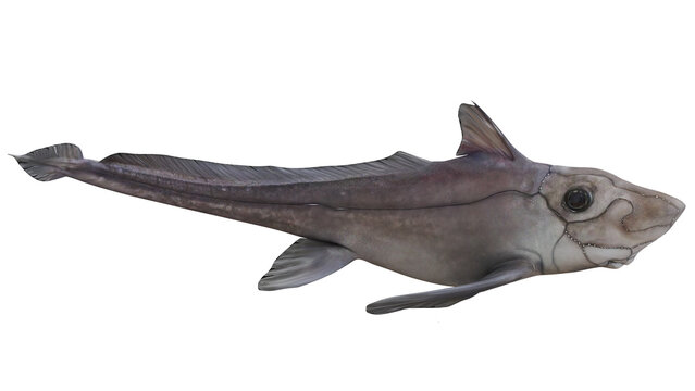 Detailed image of a chimaera fish on white background.