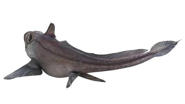 Chimaera fish on a white background