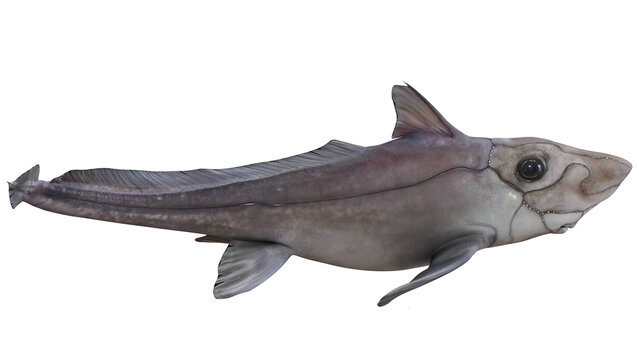 Unique chimaera fish on a white background.