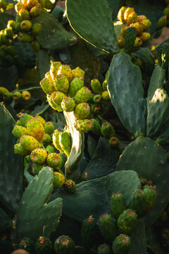numerous prickly pear fruits during the summer at sunset