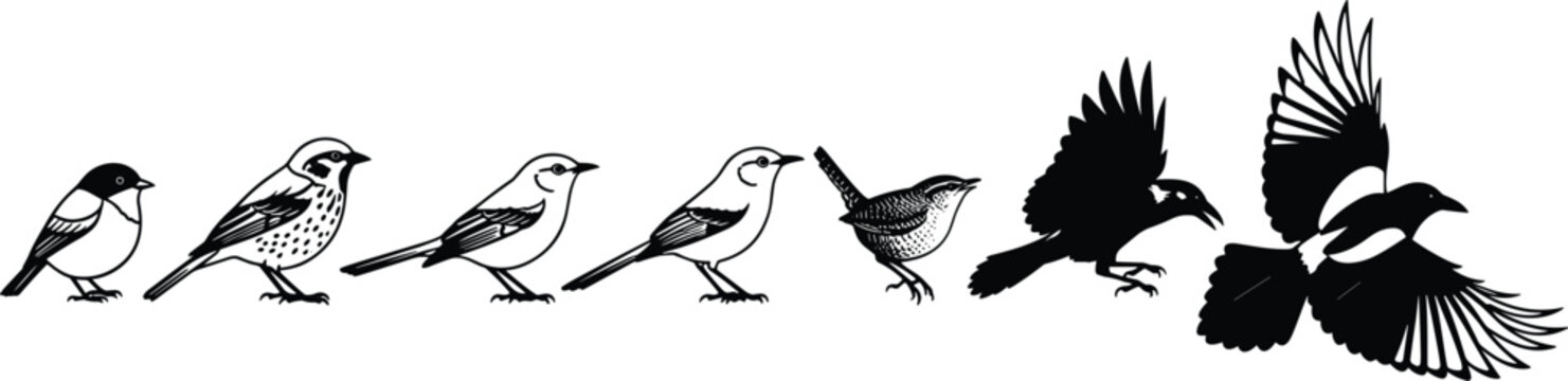 Collection of birds in various poses, from standing to flying, nature illustration.