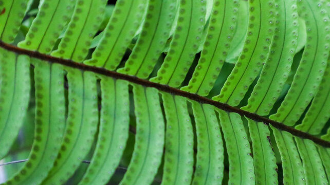 Vibrant Green Fern Frond Detail in Natural Light, Featuring Botanical Patterns and Texture