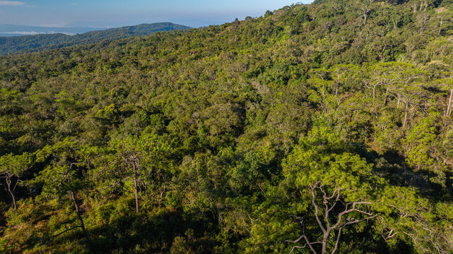 Drone panorama of misty mountains and evergreen forest at dawn in Phu Ruea National Park, capturing tranquil natural scenery and vibrant sunrise hues above the viewpoint pagoda.