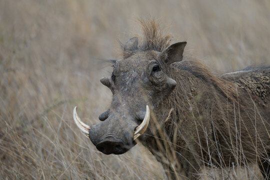 View of a warthog with prominent tusks stands amidst the dry, golden grasses, a testament to the wild beauty of the African savanna, Skukuza, Mpumalanga, South Africa.