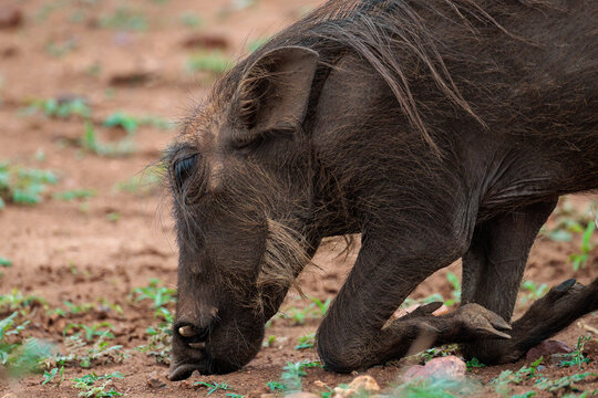 View of a warthog grazes on the sparse vegetation of the African savanna, its coarse hair contrasting with the soft earth, Skukuza, Mpumalanga, South Africa.