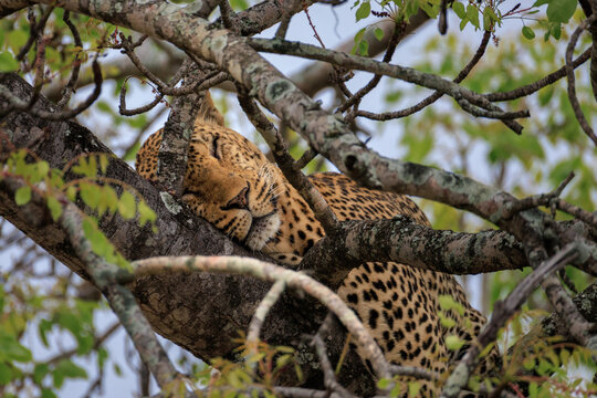View of a leopard, camouflaged in the tree branches, peacefully sleeps, its spotted coat blending with the textured bark, Skukuza, Mpumalanga, South Africa.
