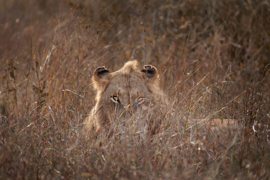 View of a lion peering out from the long, golden grasses of the African savanna, blending seamlessly into its natural habitat, Skukuza, Mpumalanga, South Africa.