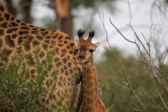 View of a young giraffe calf peeking out from behind its mother, with their patterned hides contrasting against the green foliage, Skukuza, Mpumalanga, South Africa.