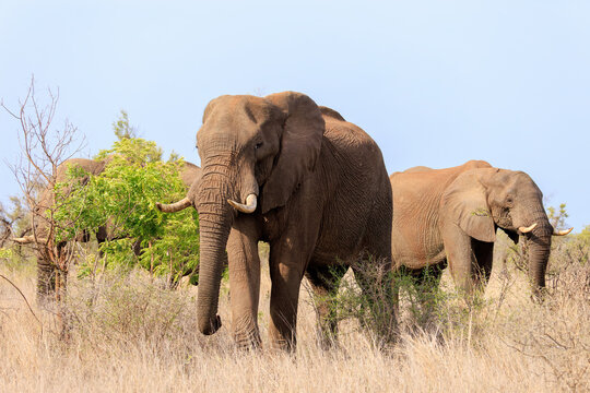 View of two elephants with thick, wrinkled skin grazing amidst golden grasslands under a pale sky, showcasing the raw beauty of the African wild, Skukuza, Mpumalanga, South Africa.